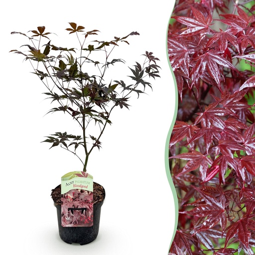 "Balkonpflanze - Japanischer Ahorn - Acer palmatum Bloodgood - Rot - 1 Pflanze - Laubabwerfend - Topf 19cm Höhe 70cm image"