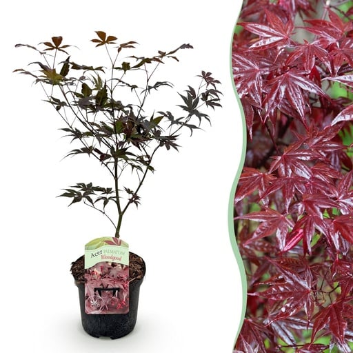 "Fächerahorn 'Bloodgood' (Acer palmatum) – winterharter Zierstrauch, Topf-Ø 19 cm, Höhe ca. 70 cm image"