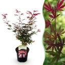 Balkonpflanze - Japanischer Ahorn - Acer palmatum Shaina - Rot - 1 Pflanze - Laubabwerfend - Topf 19cm Höhe 70cm