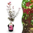 Balkonpflanze - Japanischer Ahorn - Acer palmatum Skeeters Broom - Lila - 1 Pflanze - Laubabwerfend - Topf 19 cm, Höhe 70 cm