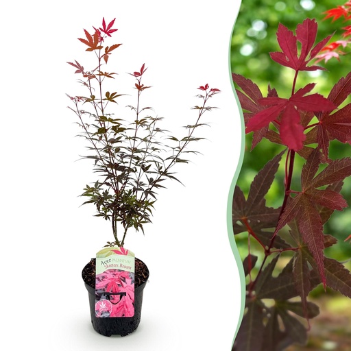 "Balkonpflanze - Japanischer Ahorn - Acer palmatum Skeeters Broom - Lila - 1 Pflanze - Laubabwerfend - Topf 19 cm, Höhe 70 cm image"