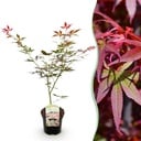 Balkonpflanze - Japanischer Ahorn - Acer palmatum Sumi-nagashi - Rot - 1 Pflanze - Laubabwerfend - Topf 19 cm, Höhe 70 cm