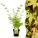 Balkonpflanze - Japanischer Ahorn - Acer palmatum Summergold - Gelb - 1 Pflanze - Laubabwerfend - Topf 19 cm, Höhe 70 cm