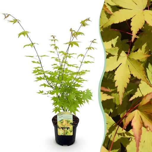 "Balkonpflanze - Japanischer Ahorn - Acer palmatum Summergold - Gelb - 1 Pflanze - Laubabwerfend - Topf 19 cm, Höhe 70 cm image"