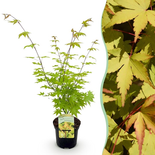 "Fächerahorn (Acer palmatum) – winterharter Zierstrauch, Höhe ca. 19 cm image"