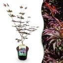 Balkonpflanze - Japanischer Ahorn - Acer palmatum Trompenburg - Dunkel Lila - 1 Pflanze - Laubabwerfend - Topf 19 cm, Höhe 70 cm