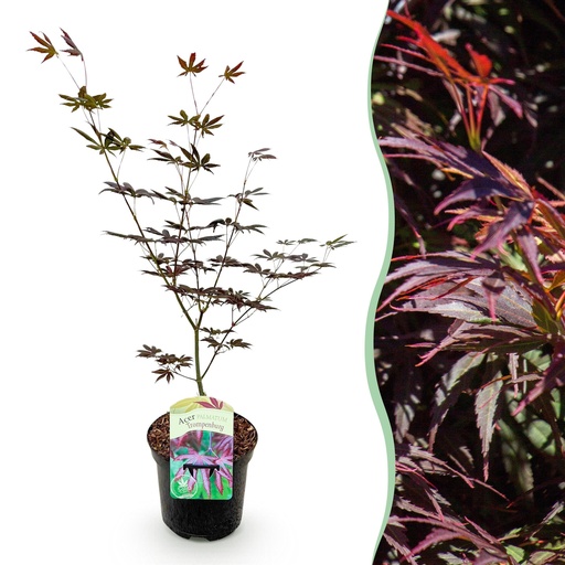 "Fächerahorn (Acer palmatum) – winterharter Zierbaum, Höhe ca. 19 cm image"