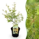 Balkonpflanze - Japanischer Ahorn - Acer palmatum Metamorphosa - Grün - 1 Pflanze - Laubabwerfend - Topf 19cm Höhe 70cm