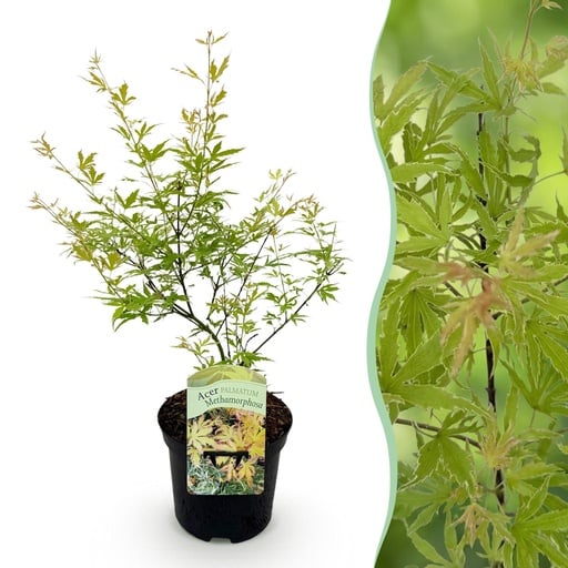 "Balkonpflanze - Japanischer Ahorn - Acer palmatum Metamorphosa - Grün - 1 Pflanze - Laubabwerfend - Topf 19cm Höhe 70cm image"