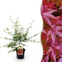 Balkonpflanze - Japanischer Ahorn - Acer palmatum Pink Dwarf - Rosa - 1 Pflanze - Laubabwerfend - Topf 19cm Höhe 70cm