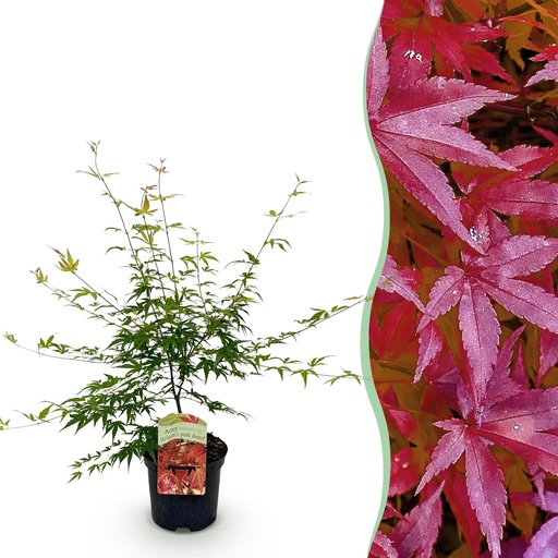 "Fächer-Ahorns Pink Dwarf' (Acer palmatum) – winterhartes Ziergehölz, Höhe ca. 19 cm image"