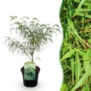 Balkonpflanze - Japanischer Ahorn - Acer palmatum Koto-no-ito - Grün - 1 Pflanze - Laubabwerfend - Topf 19cm Höhe 70cm