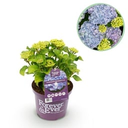 Balkonpflanze - Hortensie - Hydrangea Forever & Ever - Blau - 7-12 Blüten - Topf