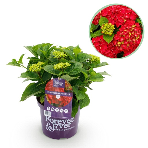 "Balkonpflanze - Hortensie - Hydrangea Forever & Ever - Rot - 7-12 Blumen - Topf 23cm Höhe 55cm image"