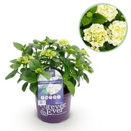 Balkonpflanze - Hortensie - Hydrangea Forever & Ever - Weiß - 7-12 Blüten - Topf