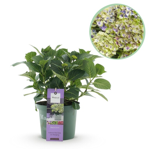 "Balkonpflanze - Hortensie - Hydrangea Magical Jewel Blue - Blau - 6-10 Blüten - Topf 23cm Höhe 55cm image"