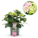 Balkonpflanze - Hortensie - Hydrangea Magical Jewel Pink - Rosa - 6-10 Blüten - Topf 23cm Höhe 55cm