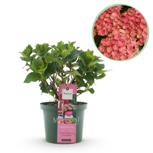 "Balkonpflanze - Hortensie - Hydrangea Magical Green Fire - Rosa Grün - 6-10 Blumen - Topf 23cm Höhe 55cm image"