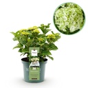 Balkonpflanze - Hortensie - Hydrangea Magical Nobless - Weiß - 6-10 Blüten - Topf 23cm Höhe 55cm