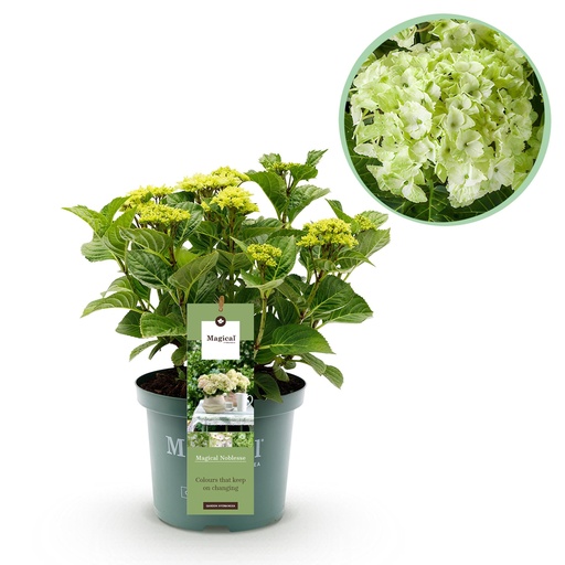 "Balkonpflanze - Hortensie - Hydrangea Magical Nobless - Weiß - 6-10 Blüten - Topf 23cm Höhe 55cm image"