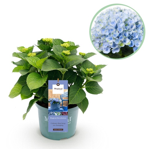 "Balkonpflanze - Hortensie - Hydrangea Magical Revolution Blue - Blau - 6-10 Blumen - Topf 23cm Höhe 55cm image"