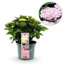 Balkonpflanze - Hortensie - Hydrangea Magical Revolution Pink - Pink - 6-10 Blumen - Topf 23cm Höhe 55cm