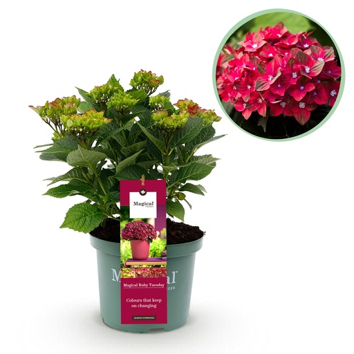 "Balkonpflanze - Hortensie - Hydrangea Magical Tuesday & Saphire - Rot - 6-10 Blumen - Topf 23cm Höhe 55cm image"