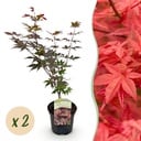 Balkonpflanze - Japanischer Ahorn - Acer palmatum Atropurpureum - Lila - 2 Pflanzen - Laubabwerfend - Topf 19cm Höhe 70cm