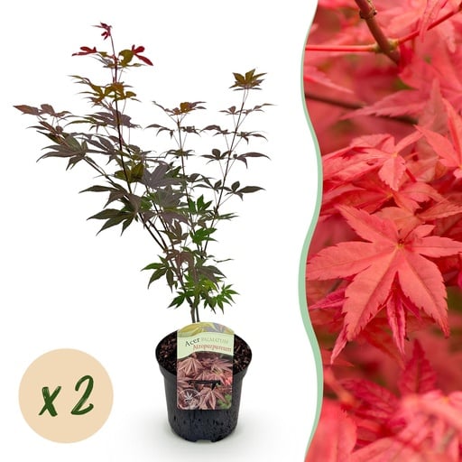 "Roter Fächerahorn (Acer palmatum) – winterharter Zierstrauch, Höhe ca. 19 cm image"