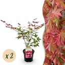 Balkonpflanze - Japanischer Ahorn - Acer palmatum Beni Maiko - Rot - 2 Pflanzen - Laubabwerfend - Topf 19 cm - Höhe 70 cm