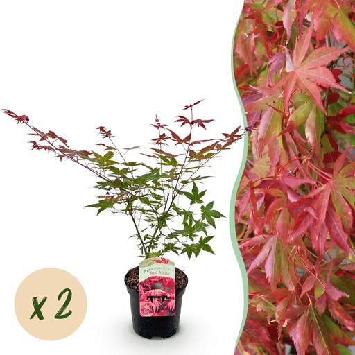 "Balkonpflanze - Japanischer Ahorn - Acer palmatum Beni Maiko - Rot - 2 Pflanzen - Laubabwerfend - Topf 19 cm - Höhe 70 cm image"