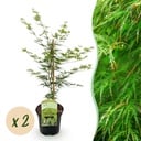 Balkonpflanze - Japanischer Ahorn - Acer palmatum Emerald Lace - Grün - 2 Pflanzen - Laubabwerfend - Topf 19cm Höhe 70cm