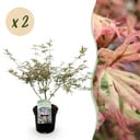 Balkonpflanze - Japanischer Ahorn - Acer palmatum Iyoshi - Rosa - 2 Pflanzen - Laubabwerfend - Topf 19 cm - Höhe 70 cm