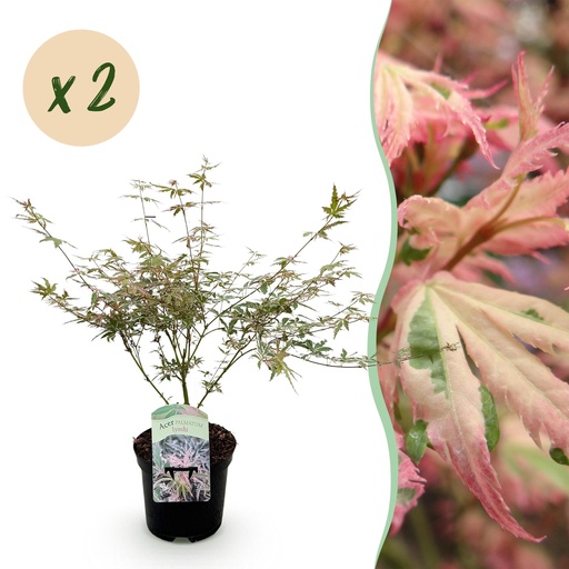 "Balkonpflanze - Japanischer Ahorn - Acer palmatum Iyoshi - Rosa - 2 Pflanzen - Laubabwerfend - Topf 19 cm - Höhe 70 cm image"