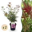 Balkonpflanze - Japanischer Ahorn - Acer palmatum Jerre Swarts - Dunkelrot - 2 Pflanzen - Laubabwerfend - Topf 19cm Höhe 70cm