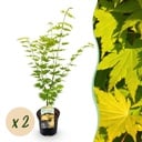 Balkonpflanze - Japanischer Ahorn - Acer palmatum Jordan - Gelb - 2 Pflanzen - Laubabwerfend - Topf 19cm Höhe 70cm