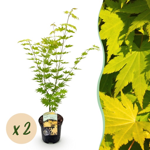 "Balkonpflanze - Japanischer Ahorn - Acer palmatum Jordan - Gelb - 2 Pflanzen - Laubabwerfend - Topf 19cm Höhe 70cm image"