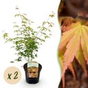 Balkonpflanze - Japanischer Ahorn - Acer palmatum Katsura - Orange - 2 Pflanzen - Laubabwerfend - Topf 19 cm - Höhe 70 cm