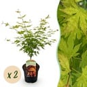 Balkonpflanze - Japanischer Ahorn - Acer palmatum Orange Dream - Orange - 2 Pflanzen - Laubabwerfend - Topf 19cm Höhe 70cm