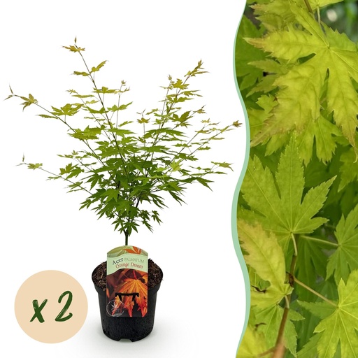 "Balkonpflanze - Japanischer Ahorn - Acer palmatum Orange Dream - Orange - 2 Pflanzen - Laubabwerfend - Topf 19cm Höhe 70cm image"