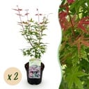 Balkonpflanze - Japanischer Ahorn - Acer palmatum Phoenix - Rosa - 2 Pflanzen - Laubabwerfend - Topf 19 cm - Höhe 70 cm