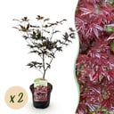 Balkonpflanze - Japanischer Ahorn - Acer palmatum Bloodgood - Rot - 2 Pflanzen - Laubabwerfend - Topf 19cm Höhe 70cm