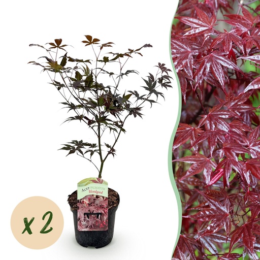"Roter Fächerahorn (Acer palmatum) – winterharter Zierstrauch, Höhe ca. 19 cm image"