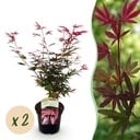 Balkonpflanze - Japanischer Ahorn - Acer palmatum Shaina - Rot - 2 Pflanzen - Laubabwerfend - Topf 19 cm - Höhe 70 cm