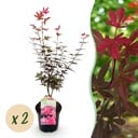 Balkonpflanze - Japanischer Ahorn - Acer palmatum Skeetsers Broom - Lila - 2 Pflanzen - Laubabwerfend - Topf 19 cm - Höhe 70 cm