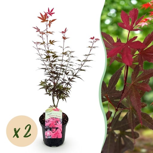 "Balkonpflanze - Japanischer Ahorn - Acer palmatum Skeetsers Broom - Lila - 2 Pflanzen - Laubabwerfend - Topf 19 cm - Höhe 70 cm image"