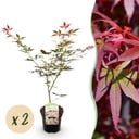 Balkonpflanze - Japanischer Ahorn - Acer palmatum Sumi-nagashi - Rot - 2 Pflanzen - Laubabwerfend - Topf 19 cm - Höhe 70 cm