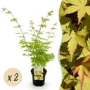 Balkonpflanze - Japanischer Ahorn - Acer palmatum Summergold - Gelb - 2 Pflanzen - Laubabwerfend - Topf 19 cm - Höhe 70 cm
