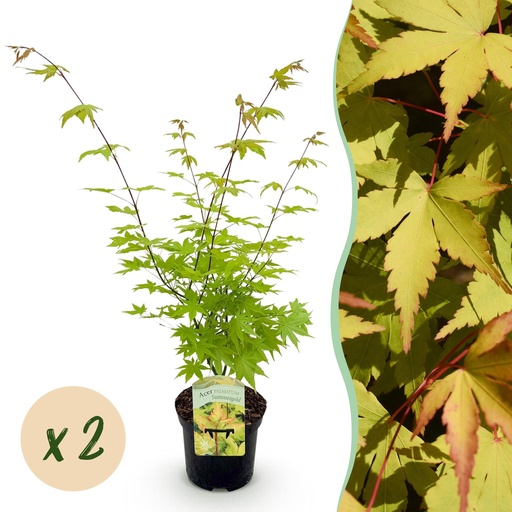 "Fächerahorn (Acer palmatum) – winterharter Zierstrauch, Höhe ca. 19 cm image"