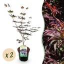 Balkonpflanze - Japanischer Ahorn - Acer palmatum Trompenburg - Dunkel Lila - 2 Pflanzen - Laubabwerfend - Topf 19cm Höhe 70cm